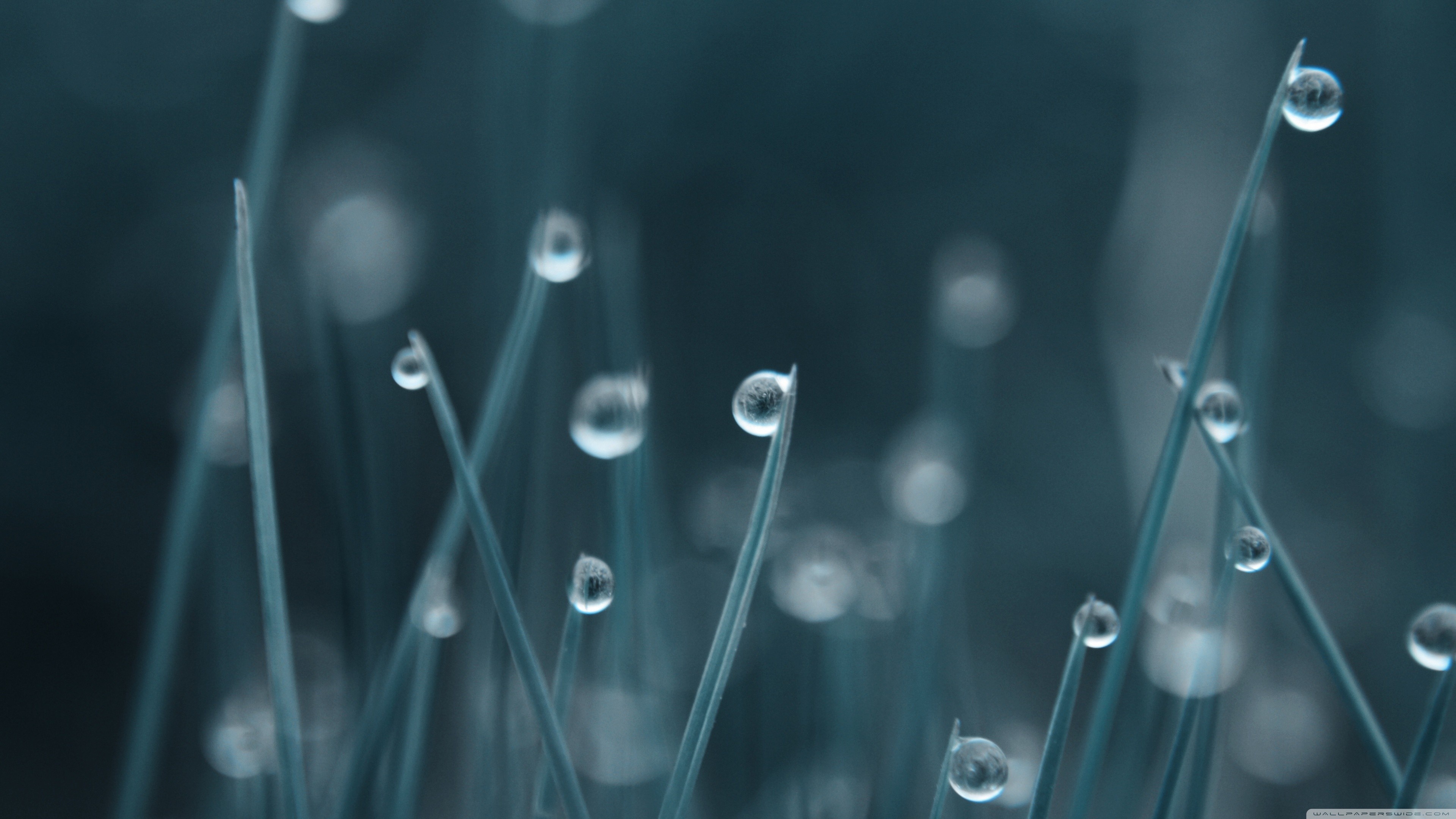 bokeh_Water_Drops_grass_3840x2160